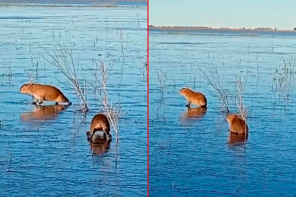 Carpinchos sobre hielo: Una escena insólita en&nbsp;Corrientes
