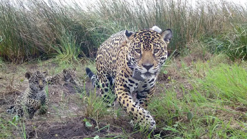 Arranca un juicio sin precedentes por la caza de un yaguareté en&nbsp;Formosa