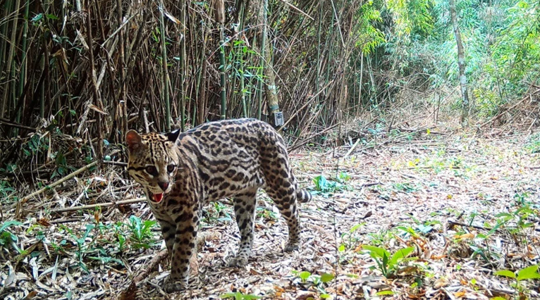 Estudian por 14 años al ocelote en Misiones y confirman que su población se mantiene&nbsp;estable