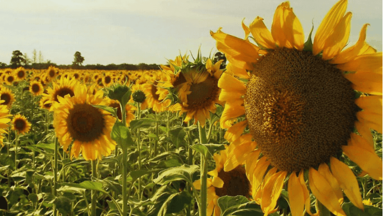 Girasol en auge: la campaña 2024/25 apunta a generar casi U$S 2.000 millones para el agro&nbsp;argentino
