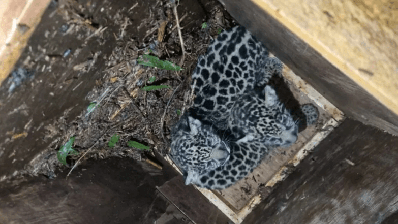 Monitorean a la yaguareté “Pará” y sus crías tras su relocalización en&nbsp;Misiones