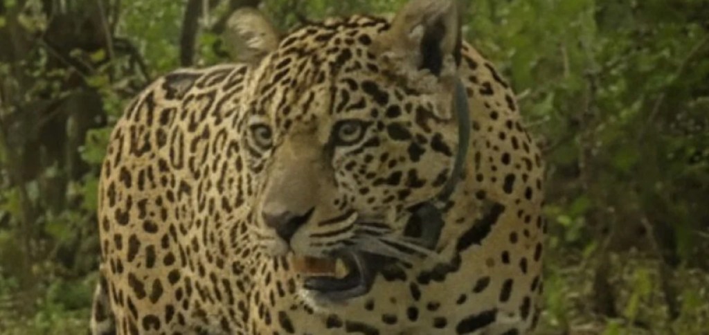 Caza al furtivo: Ofrecen una recompensa récord de 250 millones por información de la Yaguareté&nbsp;Acai