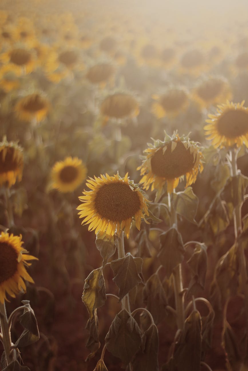 Nuevos híbridos de girasol buscan revolucionar el cultivo en&nbsp;Argentina