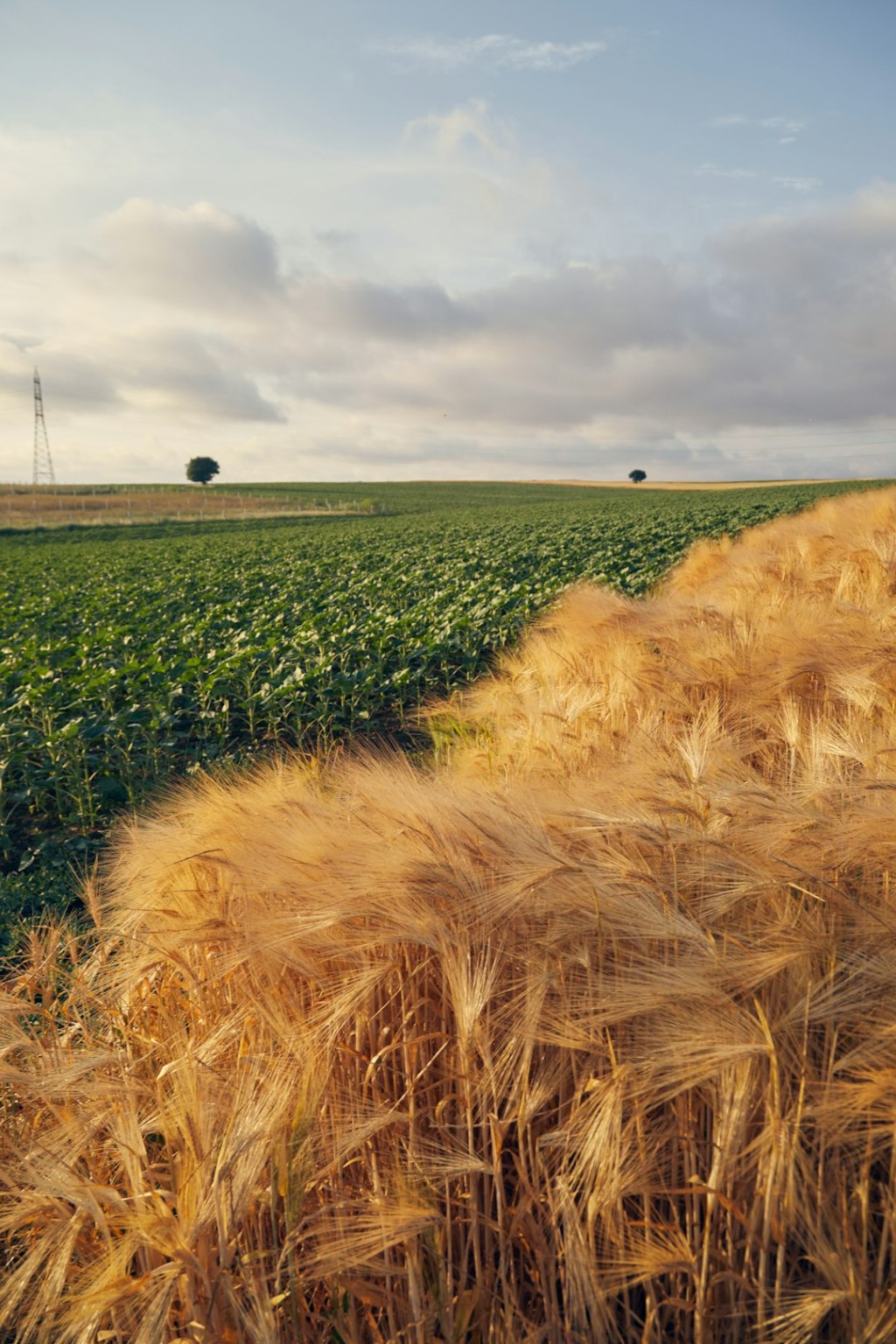 Urea más barata: así podría revolucionar trigo y maíz en&nbsp;Argentina