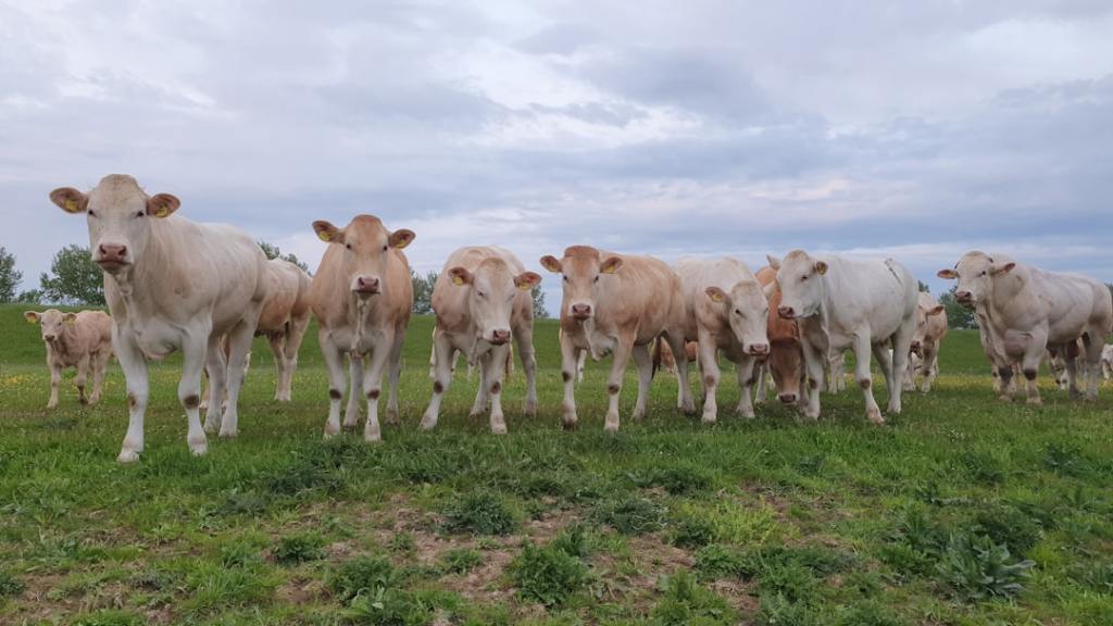 Éxito ganadero cordobés en la Expo Rural: dos cabañas Braford en el podio