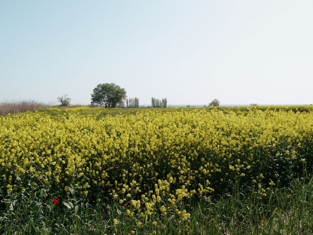 Cultivos alternativos de invierno amplían el calendario&nbsp;agrícola