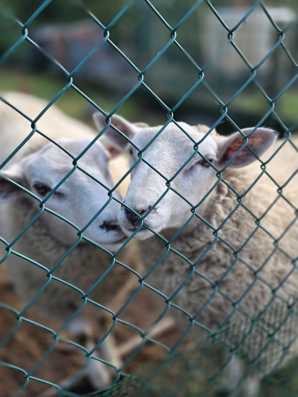 Pumas causan devastación en rodeos: productores buscan salidas&nbsp;desesperadas