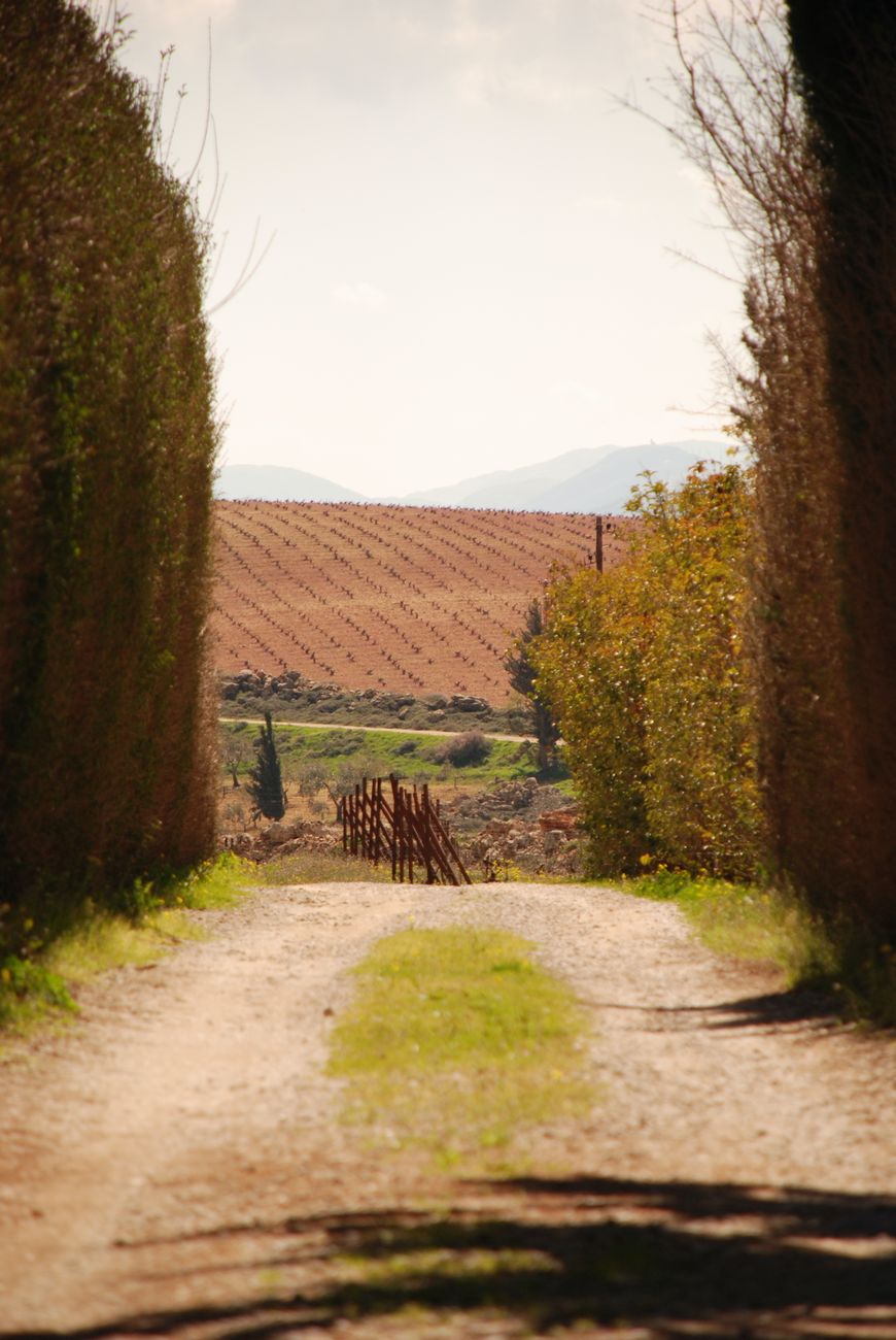 La crisis almendera: reconversión de un productor clave en&nbsp;Cuyo